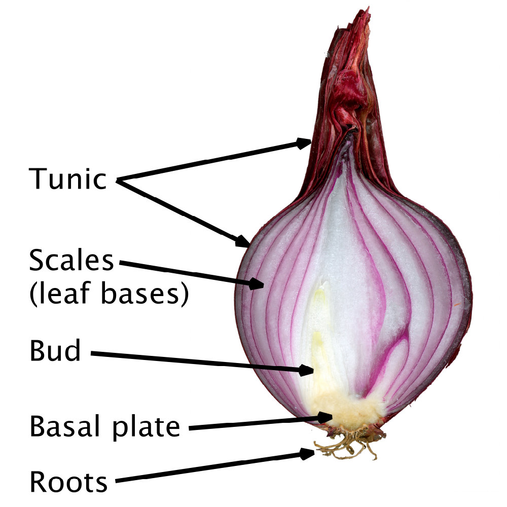 Red Onion Cut and Labelled